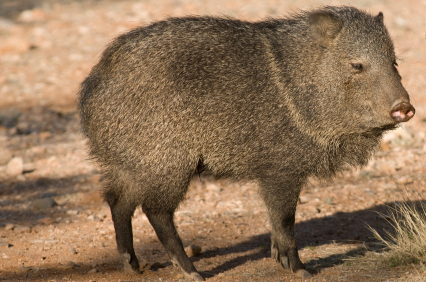 What Does a Wild Hog Look Like? Tips for Identifying Wild Hogs